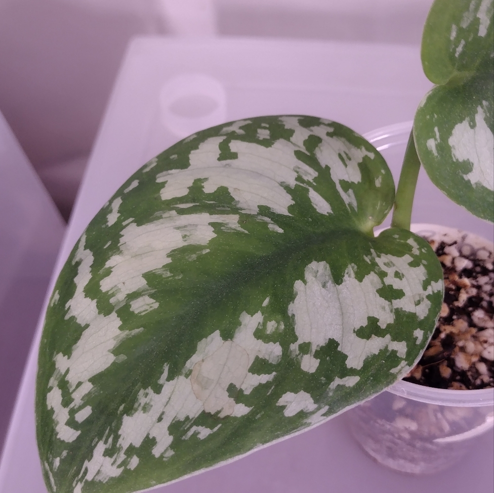Scindapsus (no I.D.)